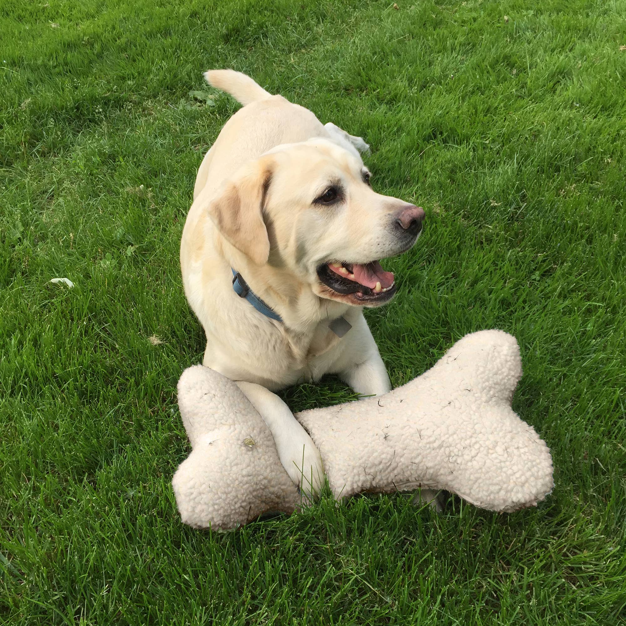 Plush Sherpa Bone Pillow Toy with Squeaker: S