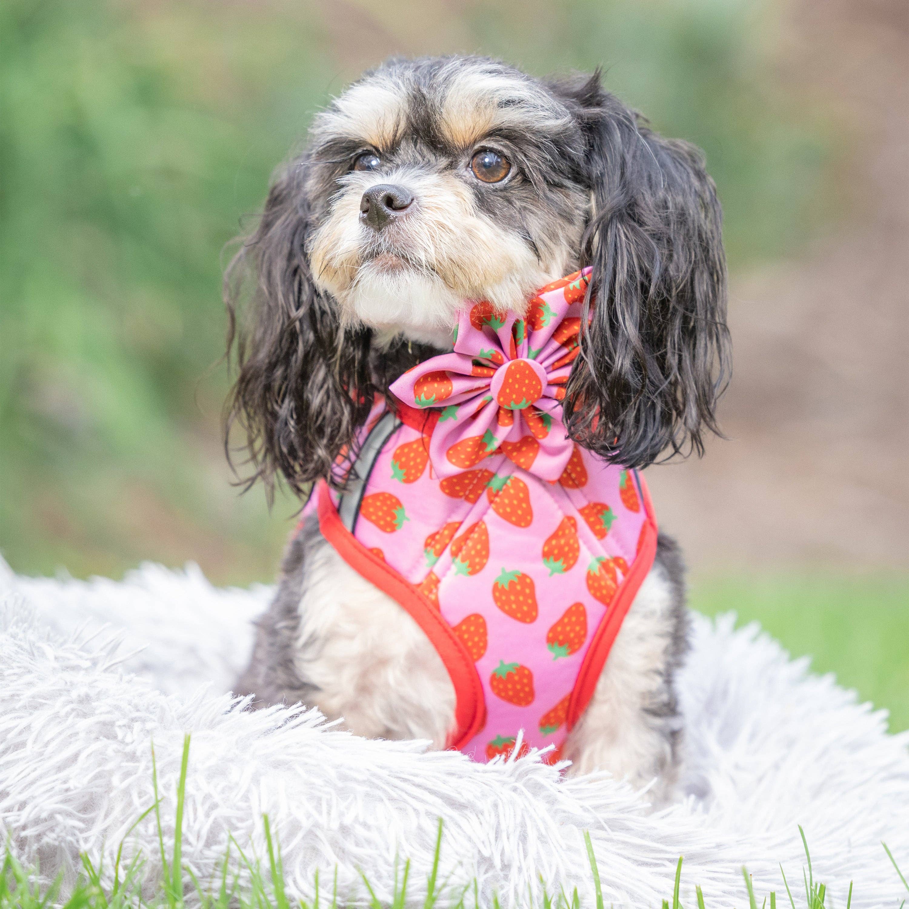 Huxley & Kent - Strawberries Printed Hudson Harness: XS (6-10lbs)