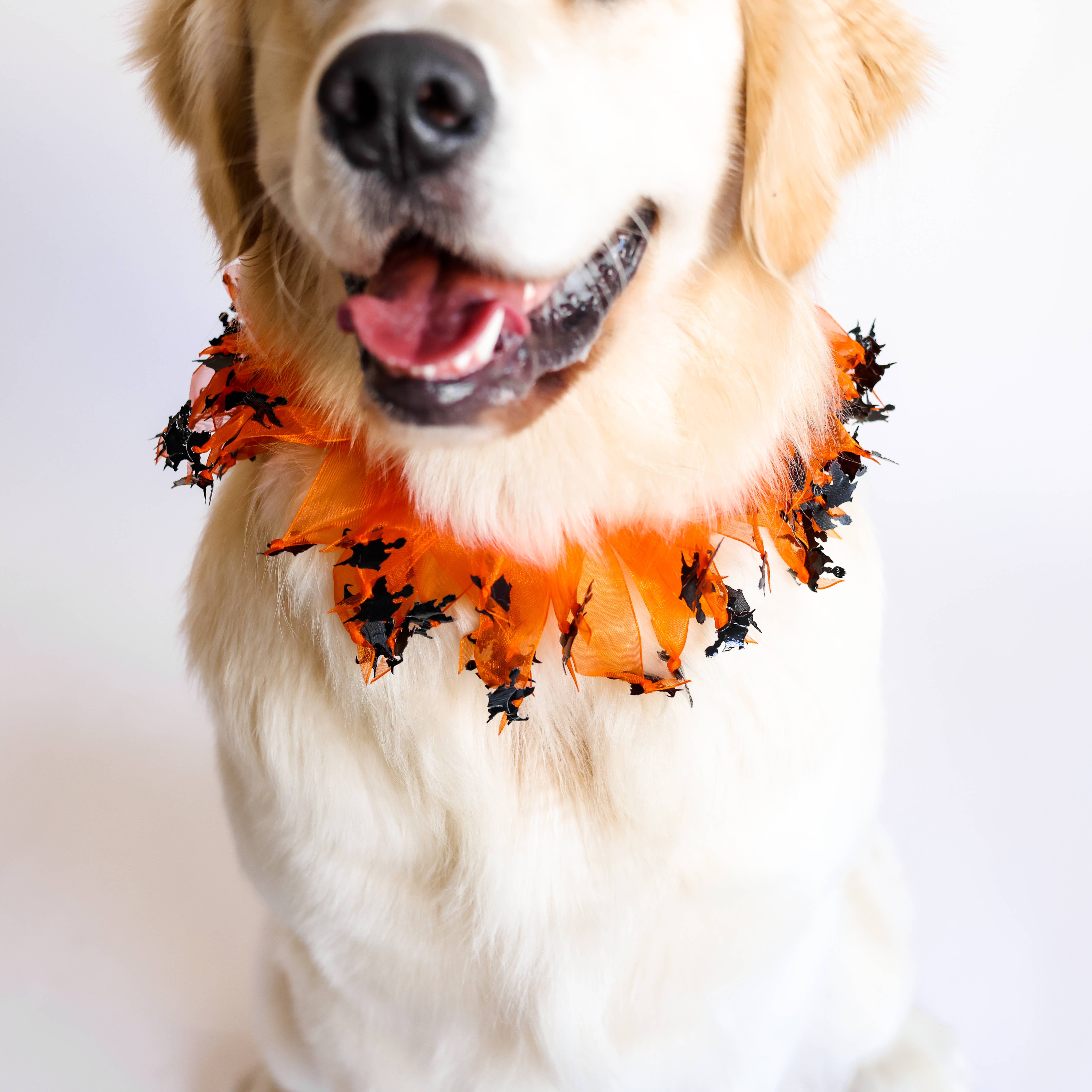 Midlee Designs - Midlee Witch Halloween Decorative Dog Collar: Large