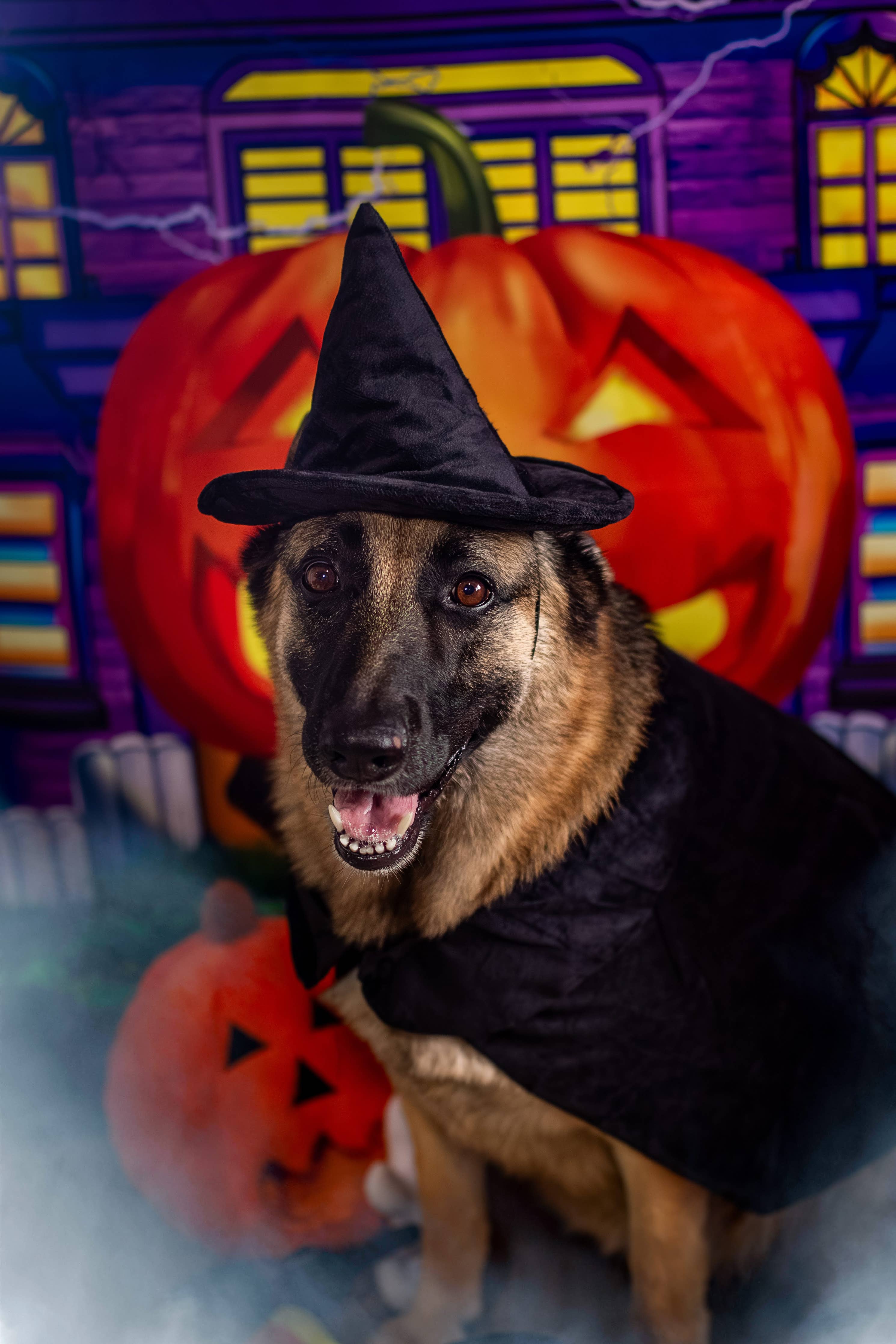 Midlee Designs - Midlee Halloween Witch Cape and Hat Dog Costume: Large