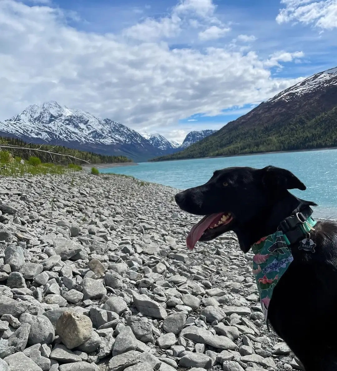 HappyAK - Teal Alaska Fish Pet Bandana: X Small