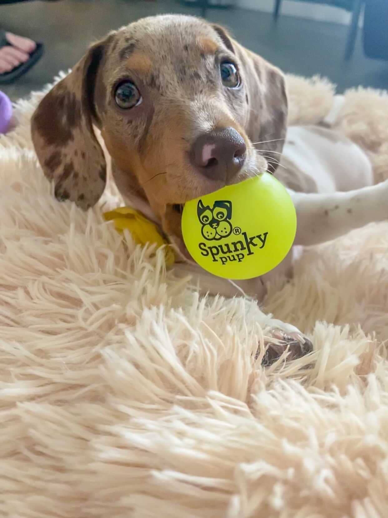 Spunky Pup - Fetch and Glow Ball: Large