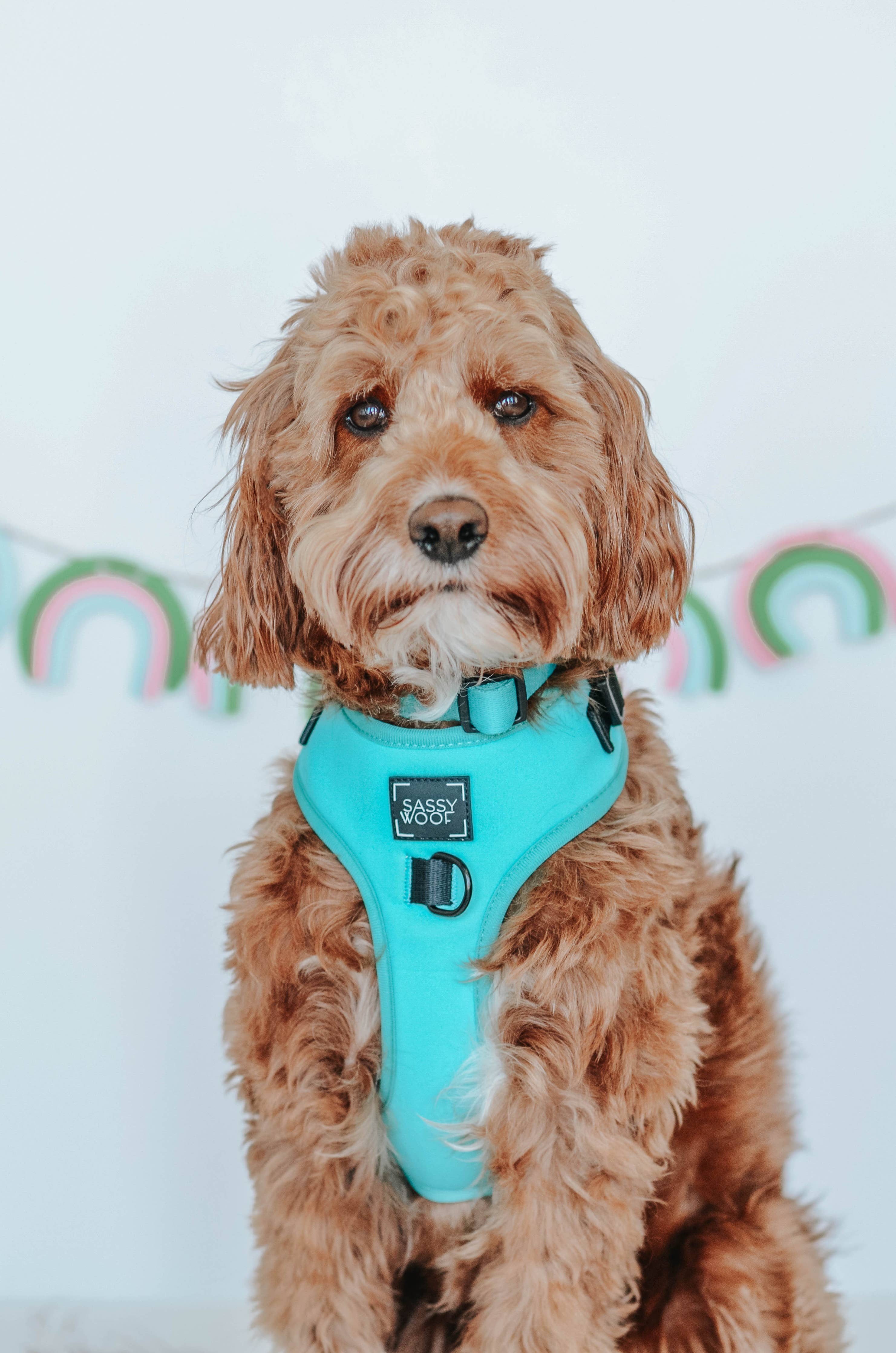 SASSY WOOF - Dog Adjustable Harness - Neon Blue: XXS