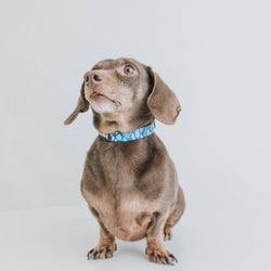 SASSY WOOF - Dog Collar - Santorini: M