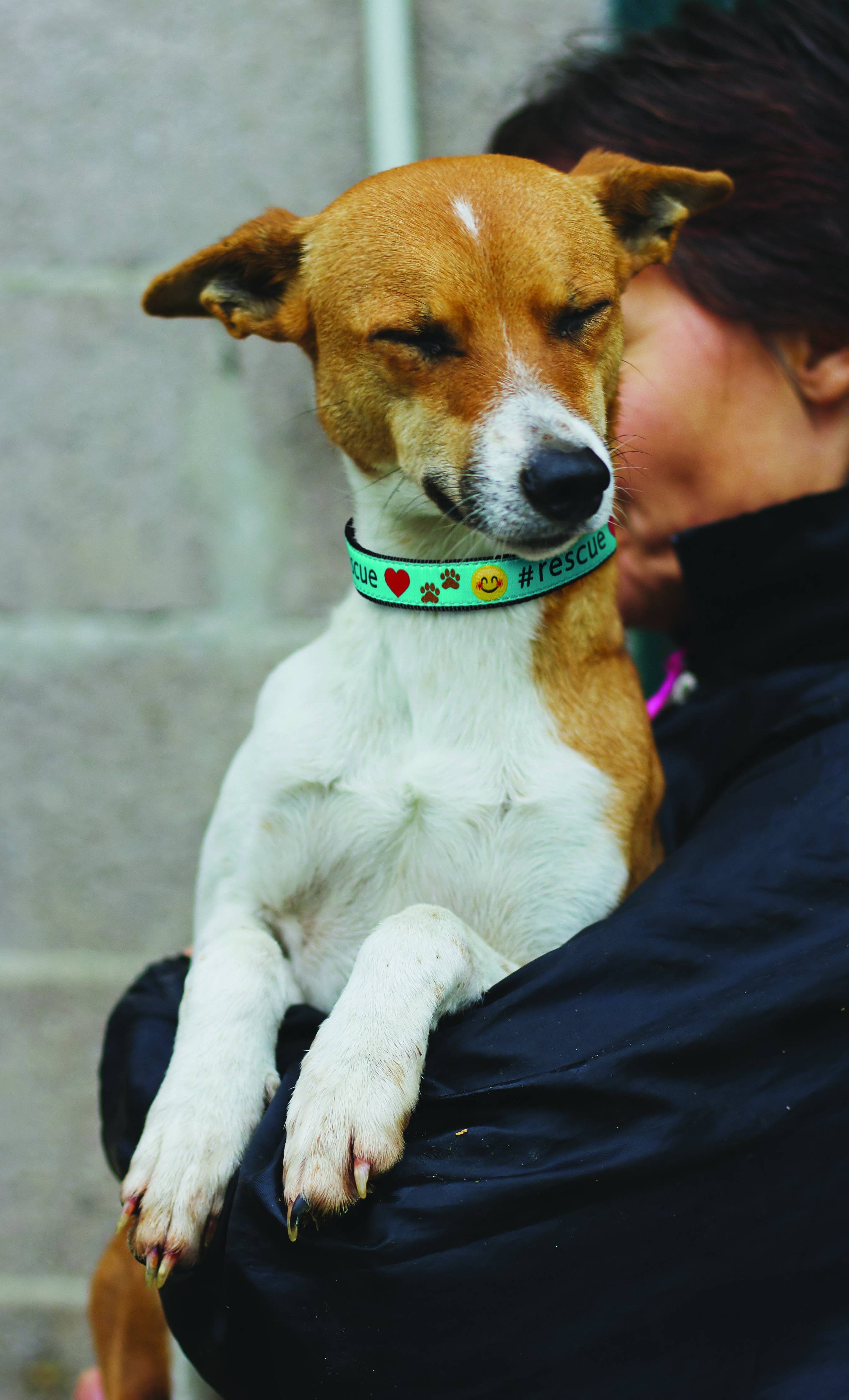 Up Country, Inc. - Rescue Dog Collar: XS / Narrow