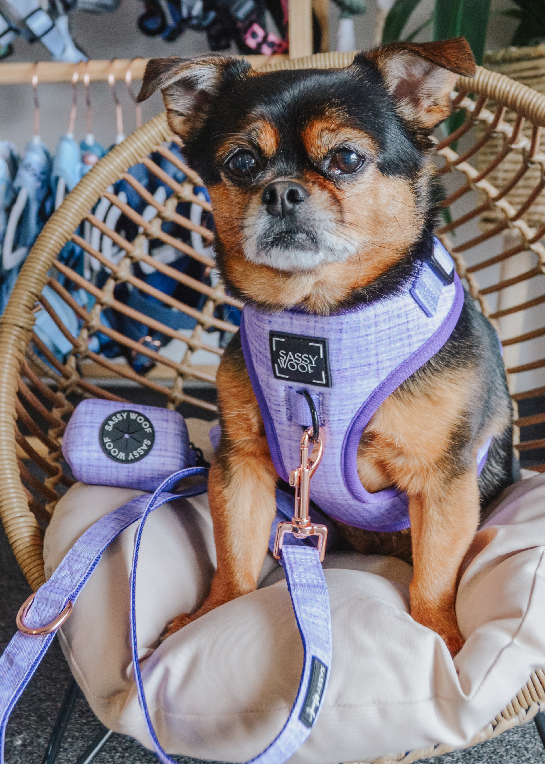 SASSY WOOF - Dog Adjustable Harness - Aurora: XXL