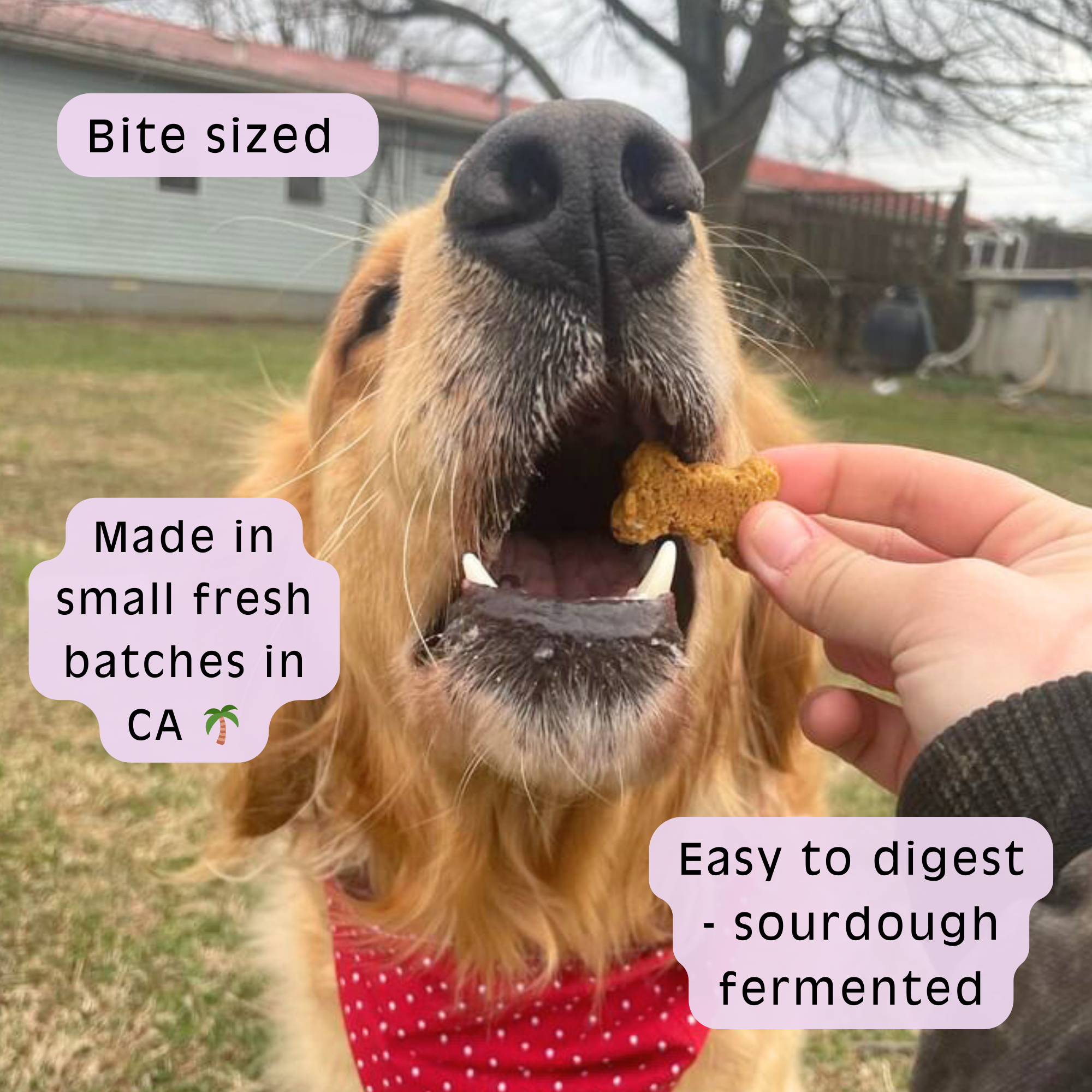 SourDog - The OG - Sweet Potato Sourdough Dog Treats