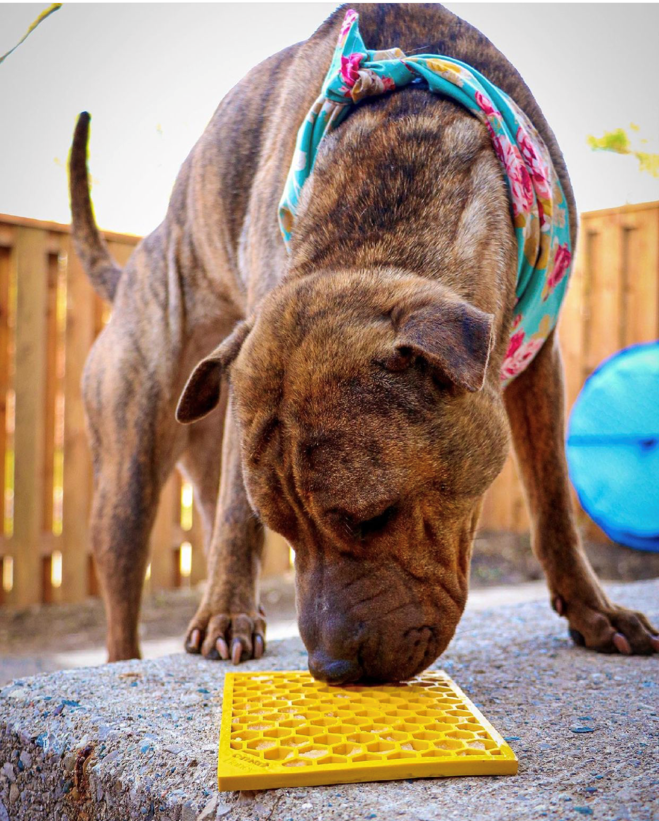 SodaPup Dog Toys - Honeycomb Design Emat Enrichment Licking Mat - Yellow - Larg: Small