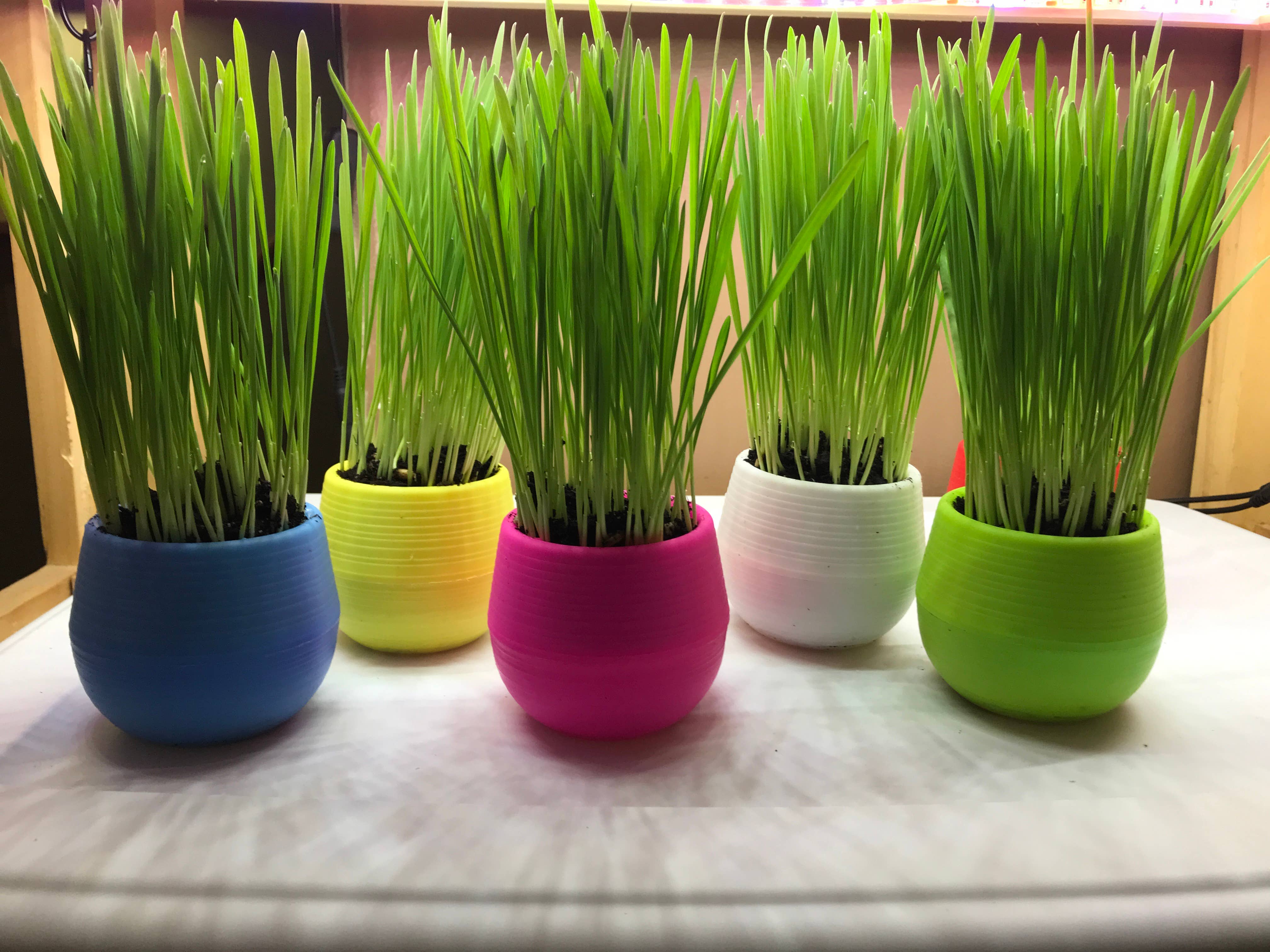 Mom’s Indoor Cat - Cat Grass Gardens