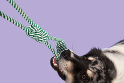 The modern pet company - Dog Bite Tug Rope Toy Durable Pull Toy-black