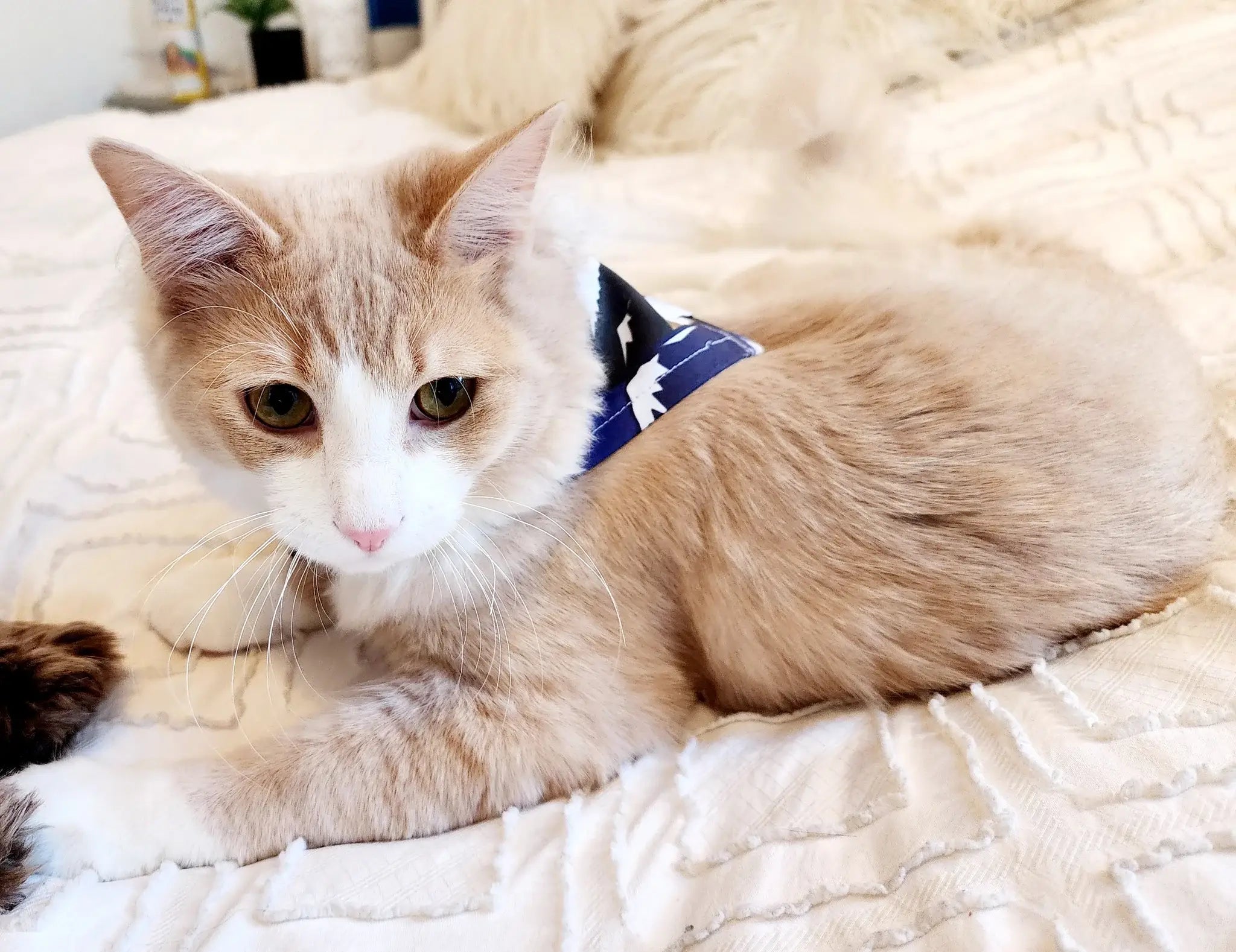 HappyAK - Tallest Peaks Dog | Cat Bandana: X Small